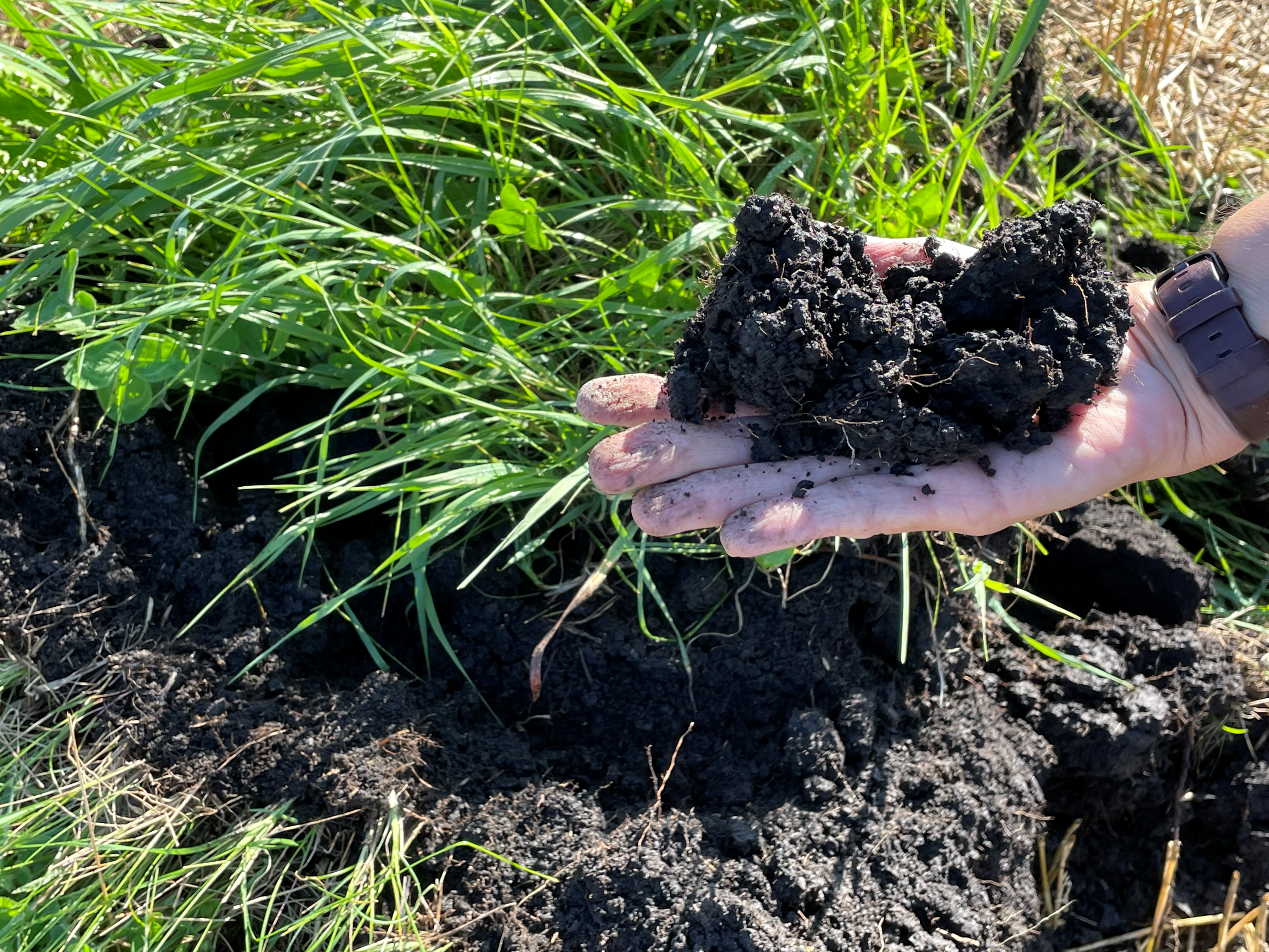 A hand holding a clump of healthy soil.